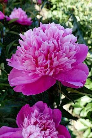 Peony 'Edulis Superba'