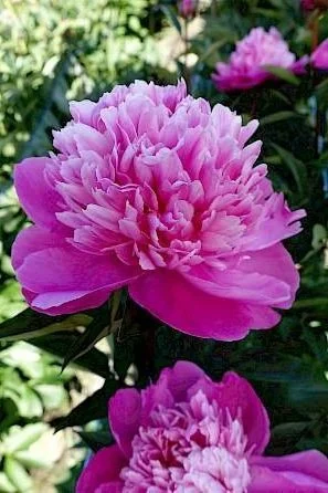paeonia_edulis_superba_09-min.297x0.jpg