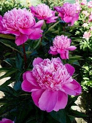 paeonia_edulis_superba_10-min.297x0.jpg