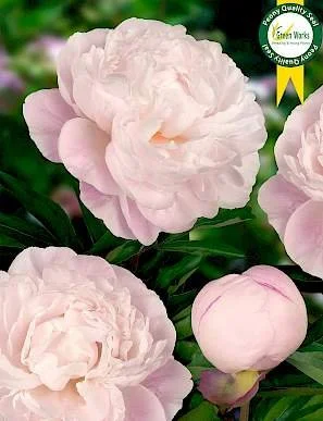 Peony 'Gardenia'
