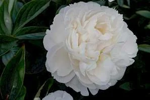 paeonia_gardenia_32.297x0.jpg