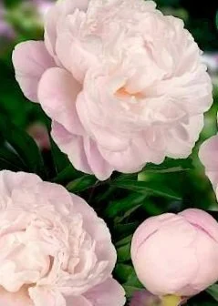gardenia.297x0.jpg