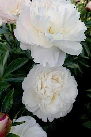 Peony 'Gardenia'  The Lily Garden