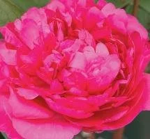 Peony 'Karl Rosenfeld'
