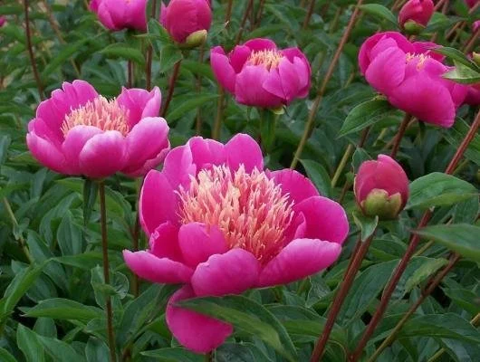 Peony 'Leslie Peck'