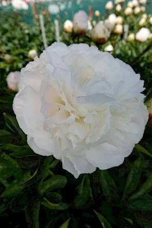 Peony 'Mother's Choice'