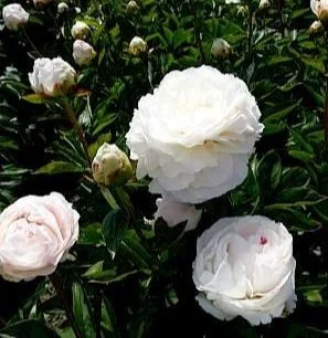 paeonia_mothers_choice_42-min.297x0.jpg