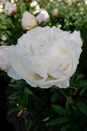paeonia_mothers_choice_37-min.297x0.jpg