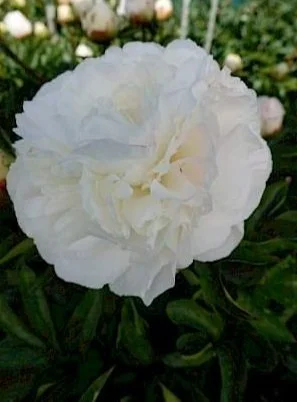 paeonia_mothers_choice_40-min.297x0.jpg