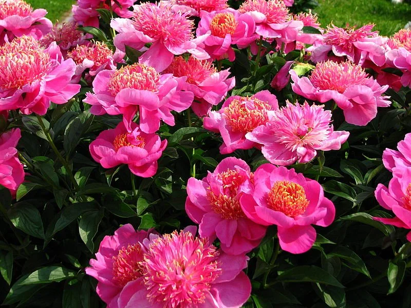 Peony 'Neon'