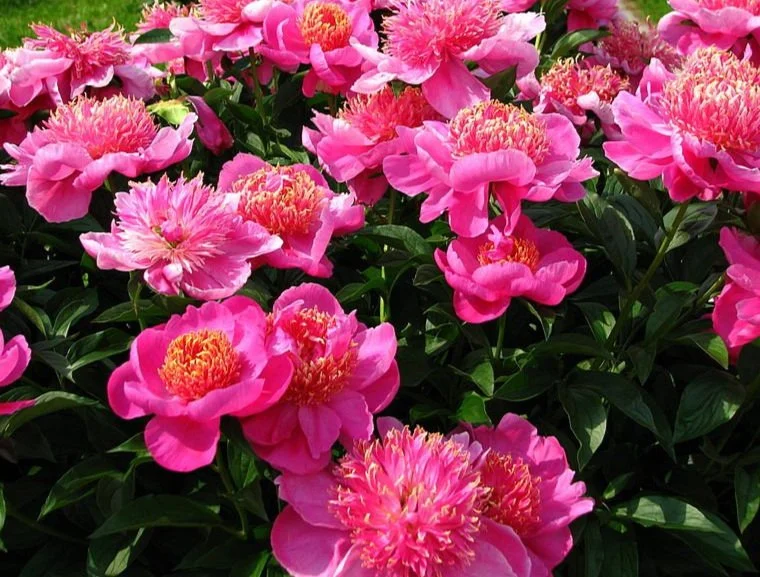 800px-Paeonia_%27Neon%27_02.jpg