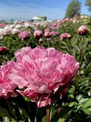 Peony 'Pietertje Vriend Wagenaar'