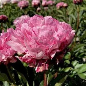 paeonia_pietertje_vriend_wagenaar_19-min.297x0.jpg
