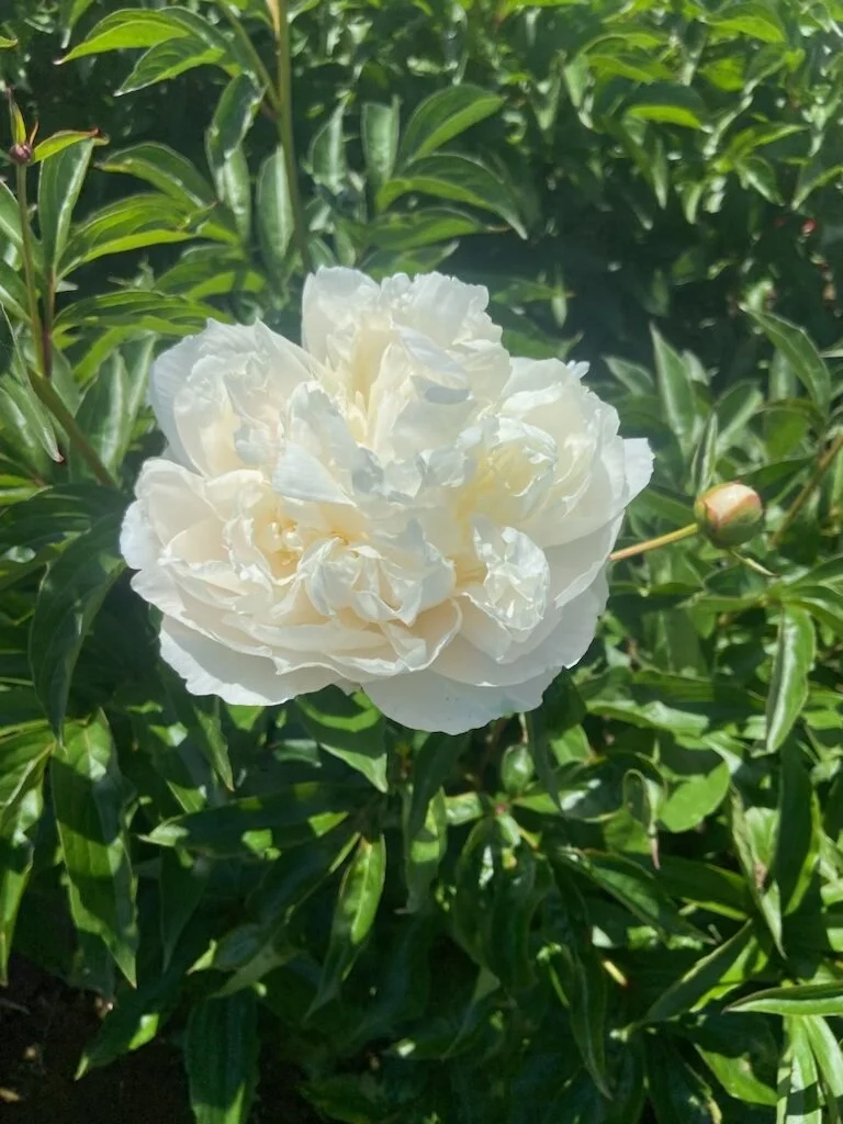 E49782F9-1AC5-4408-A513-FB9B72DEAC69