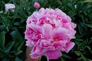 Peony 'Jacorma'