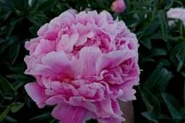 paeonia_jacorma_18.297x0.jpg