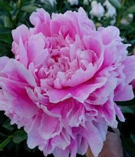 paeonia_jacorma_16-min.297x0.jpg