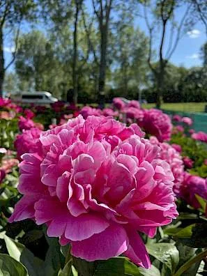 Peony 'Red Sarah Bernhardt'