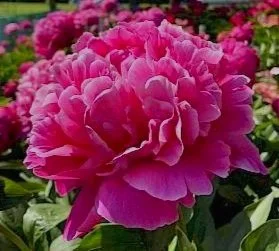 paeonia_red_sarah_bernhardt_32-min.297x0.jpg