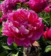 paeonia_red_sarah_bernhardt_26.297x0.jpg