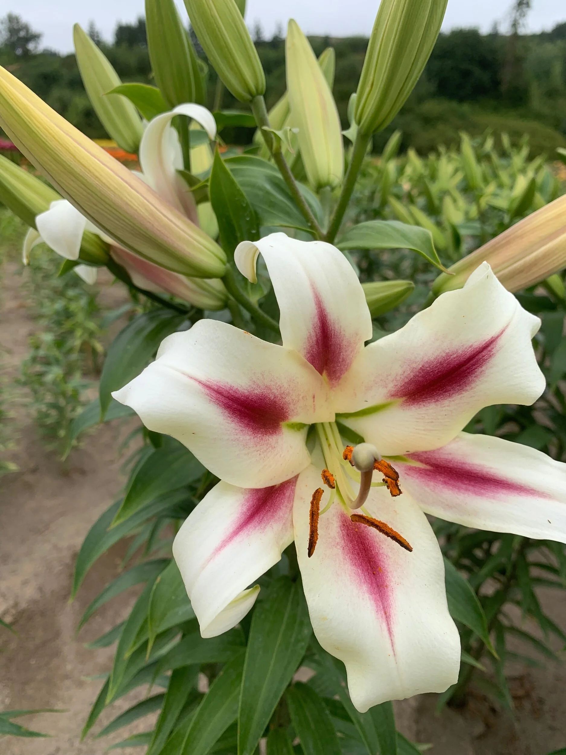 854B6509-19CD-4893-8C8F-5B4B2FFA3171