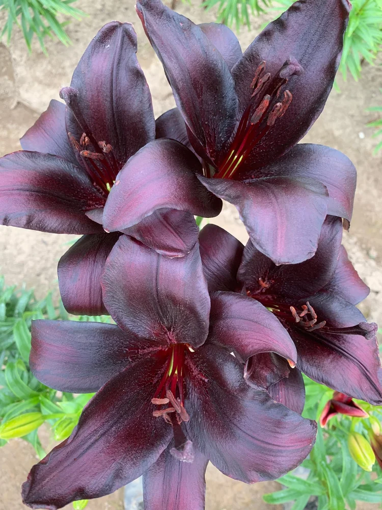 Nightrider' — The Lily Garden