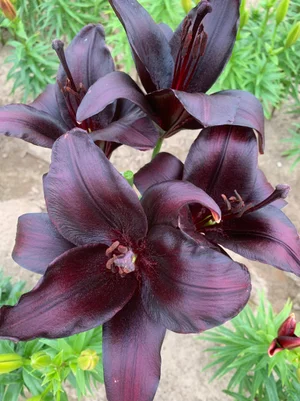 money tree plant benefits Pachira Money Tree Plant – Care, Benefits & Buying Guide main image 0