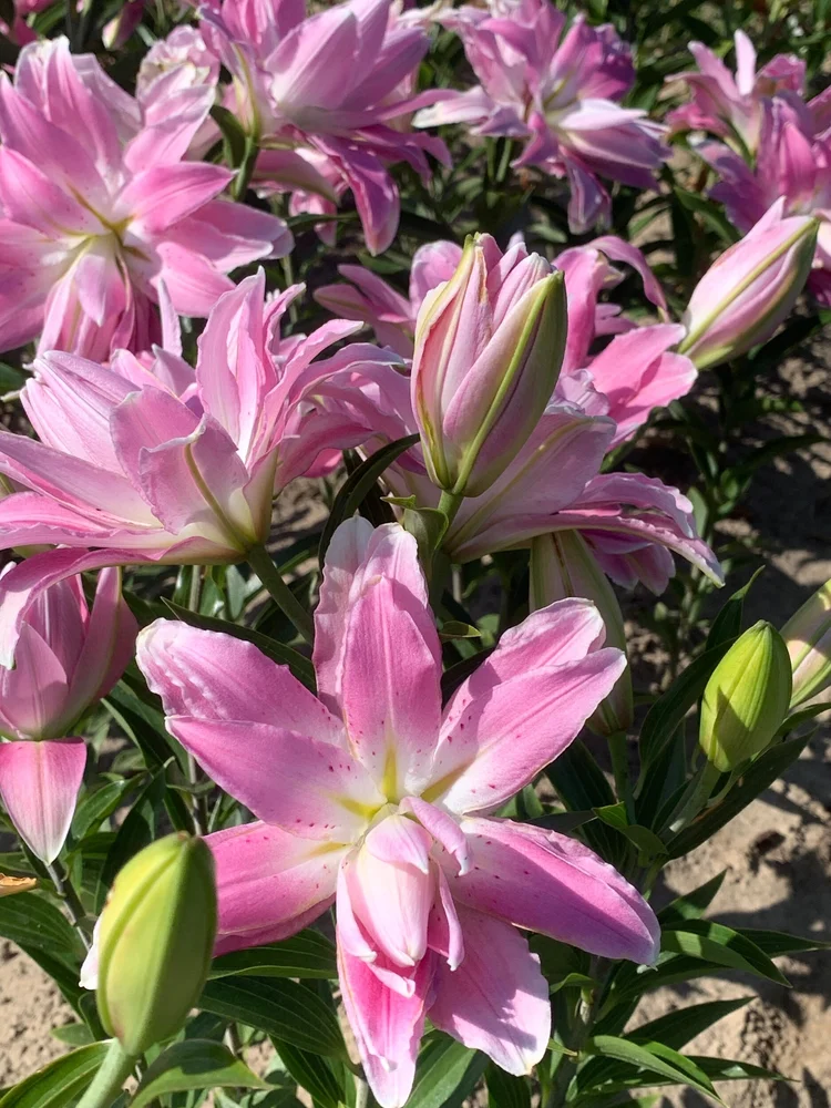Lotus 'Elegance' — The Lily Garden