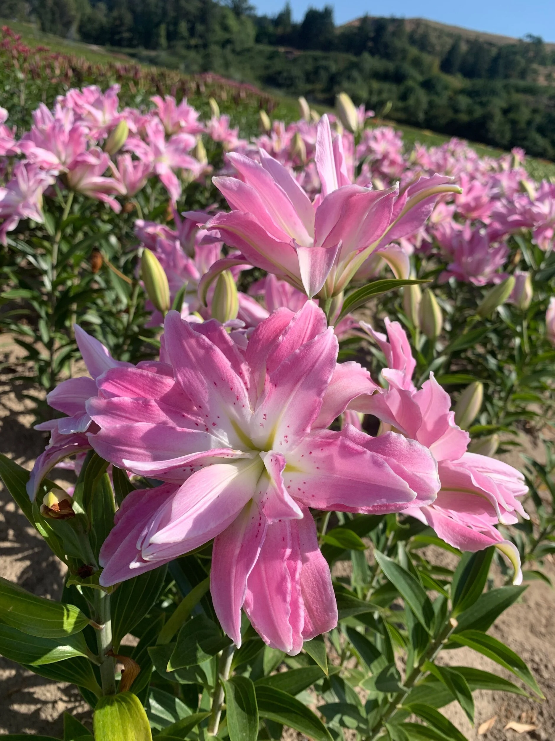 47ED5F5E-4196-4D99-A468-8821A5CB2605