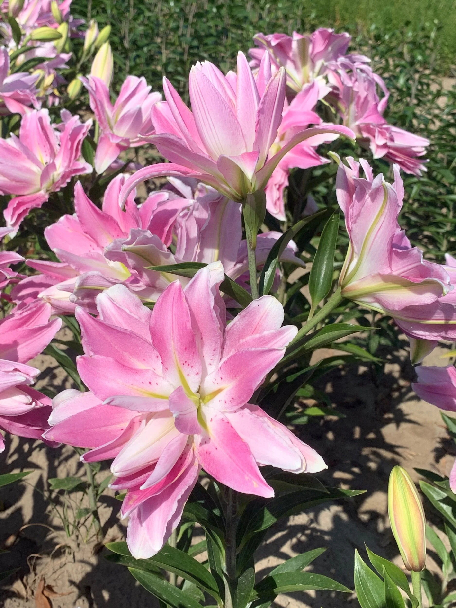 9AC69A31-FD2C-4462-A773-1FF2152DDE82