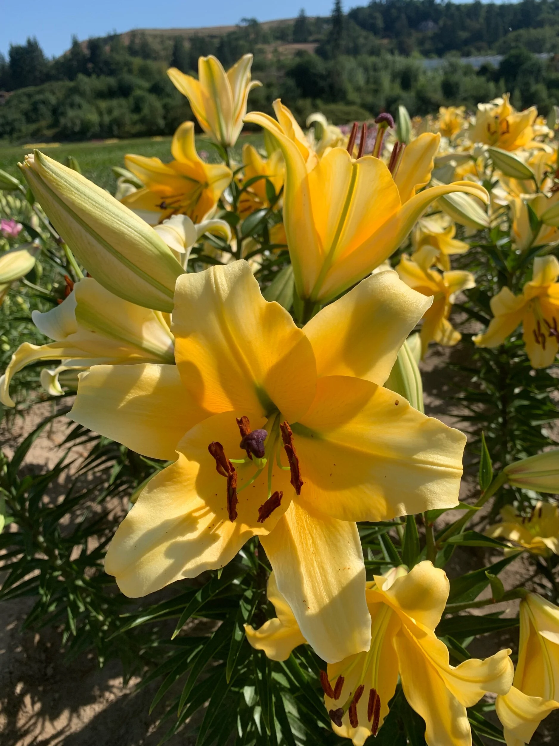 043CC206-7B57-404B-A39B-38B0069E29DF