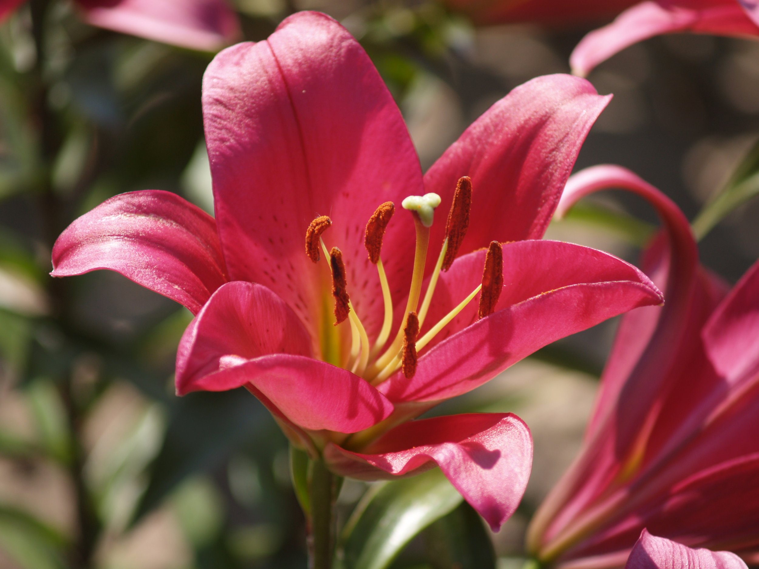 Lily Touchstone P7285319.JPG