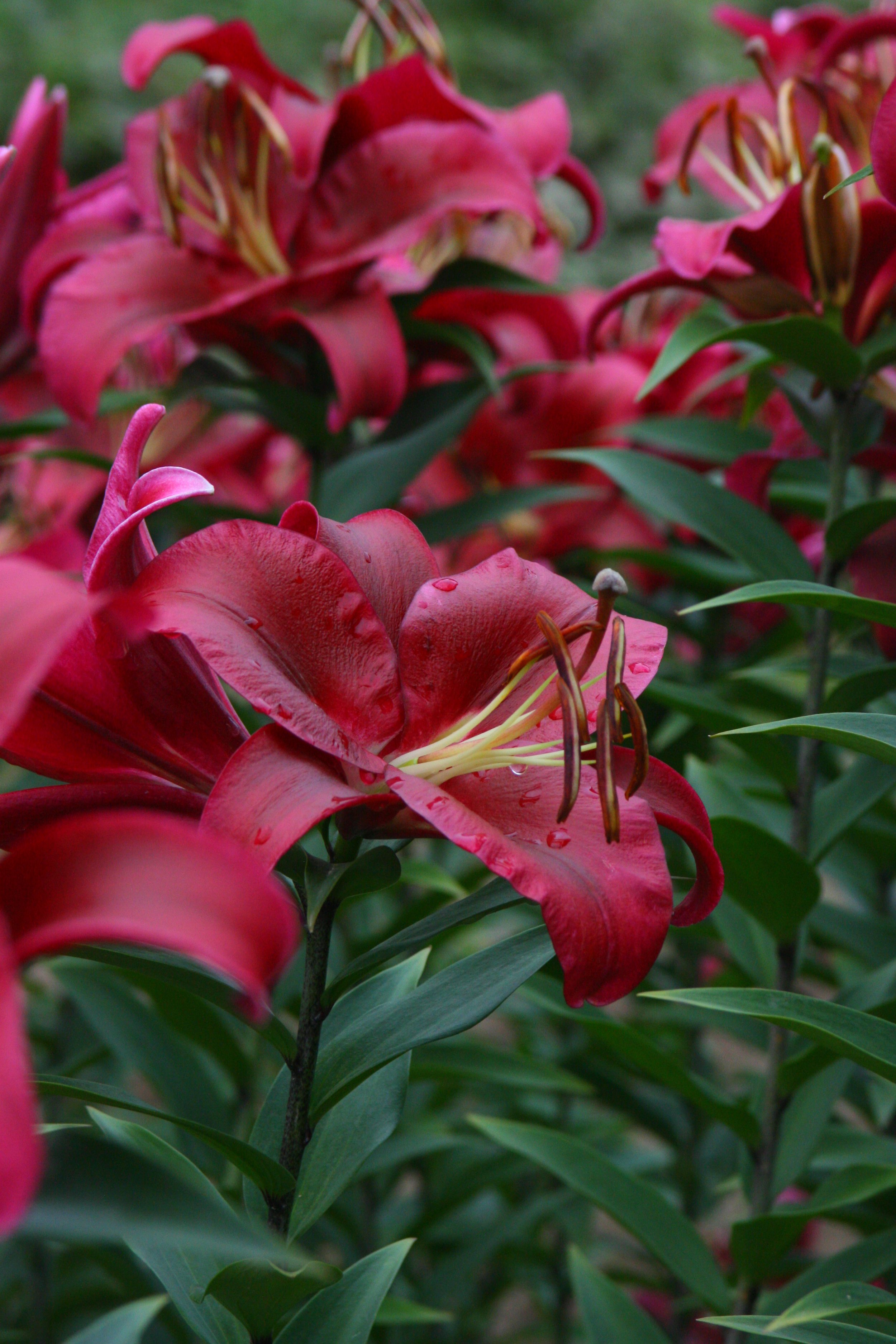 LG Lily Palazzo IMG_8305.JPG