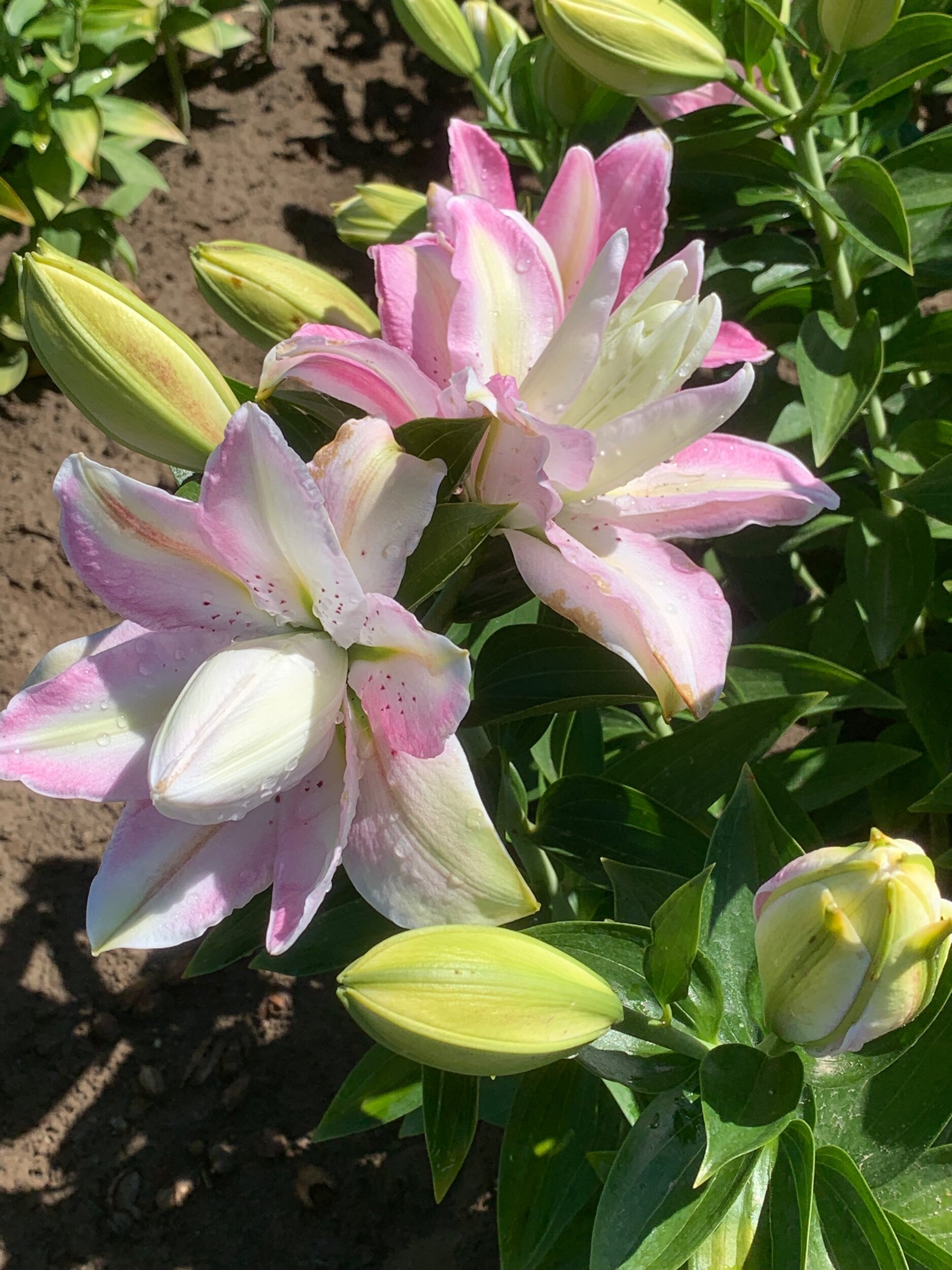 7FD19679-FEC9-4C35-AA82-32AEBB589D63