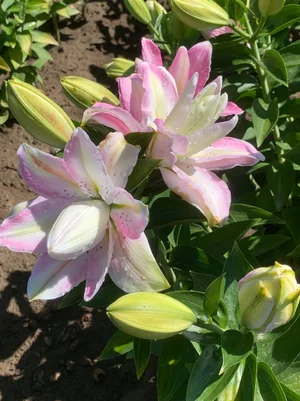 Sabor' — The Lily Garden