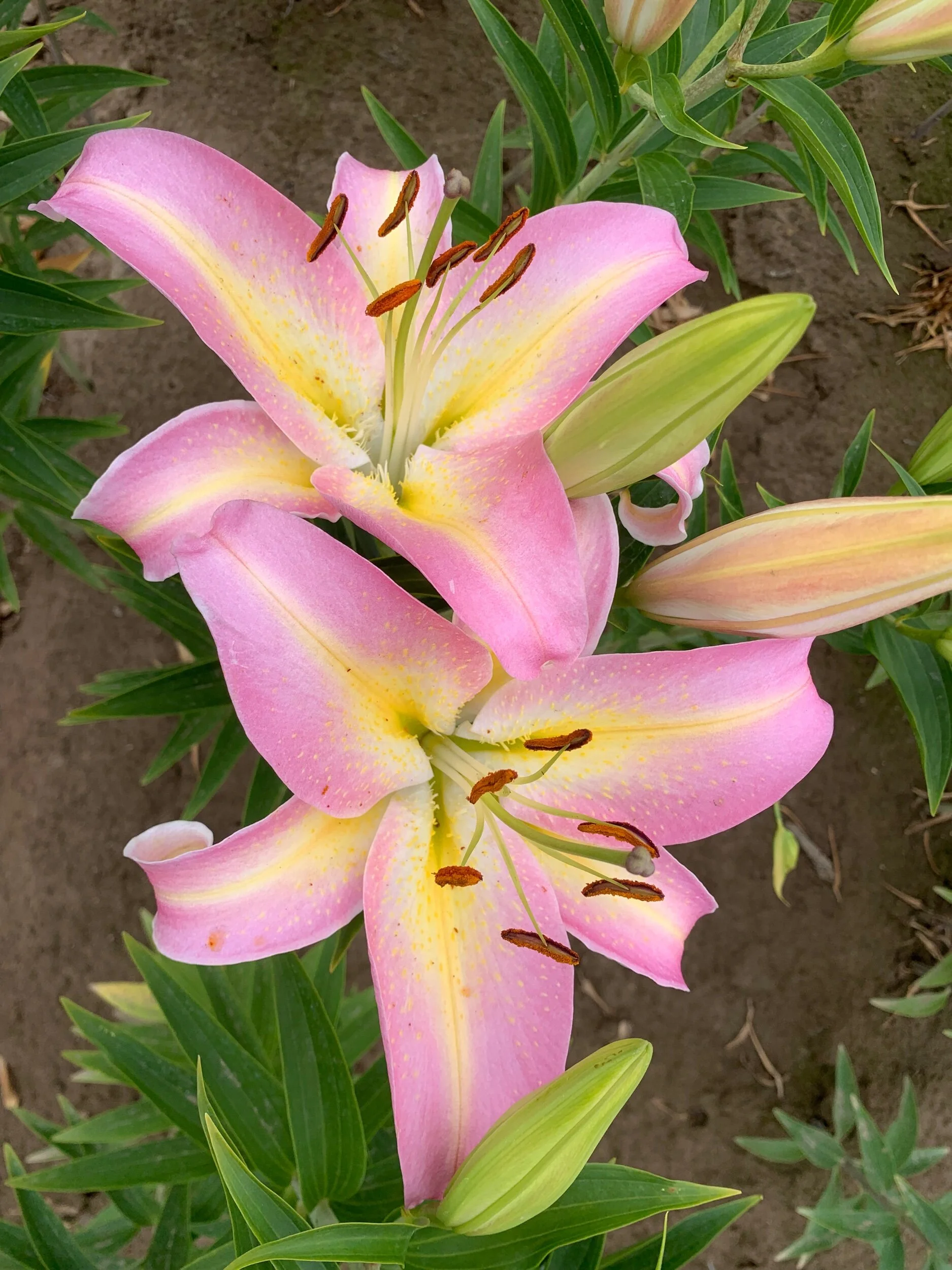 C1E53910-9705-4805-9A45-D98CDC056805