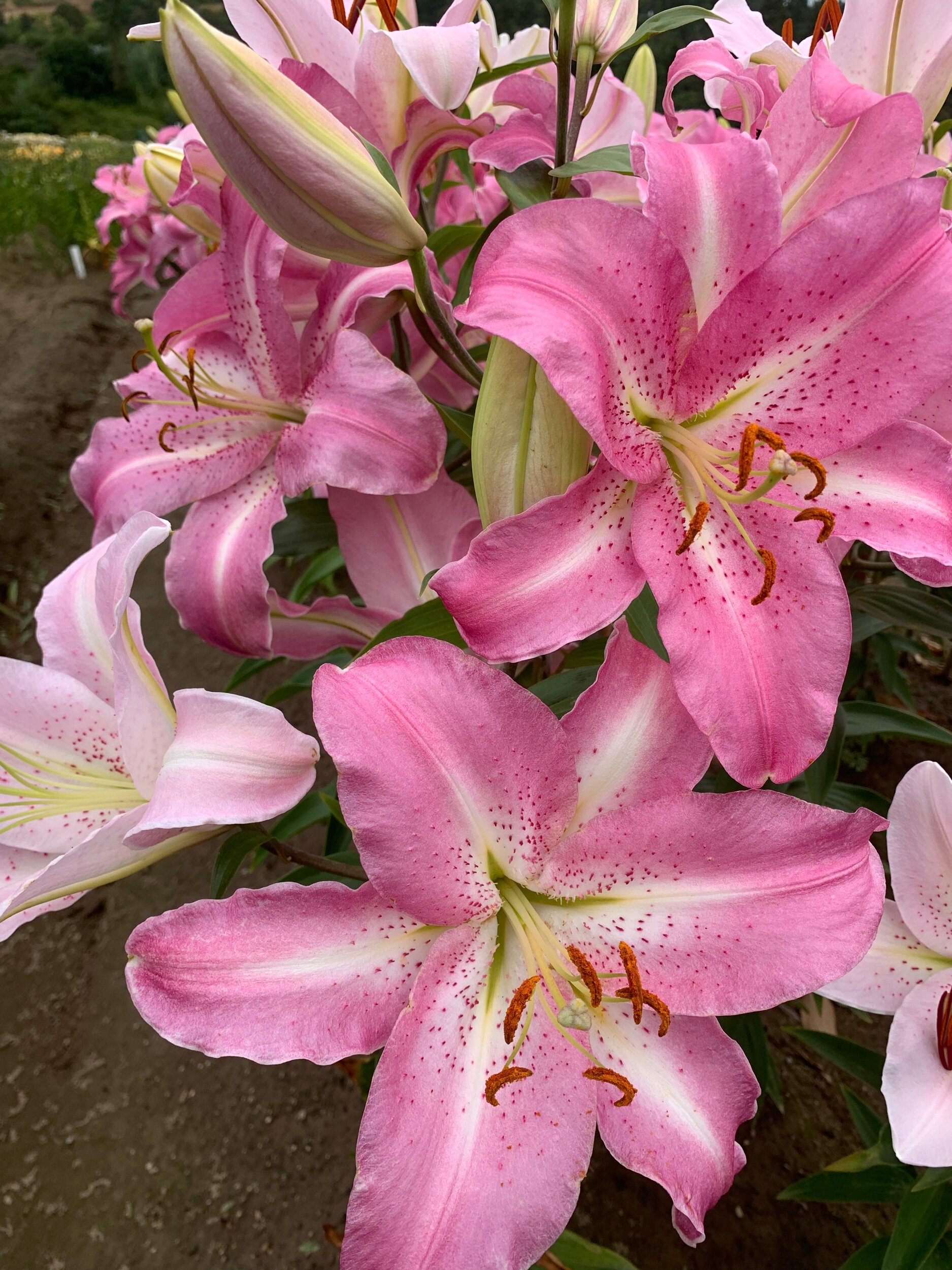 9586A77A-4425-43F9-A1AF-E560300BD89A