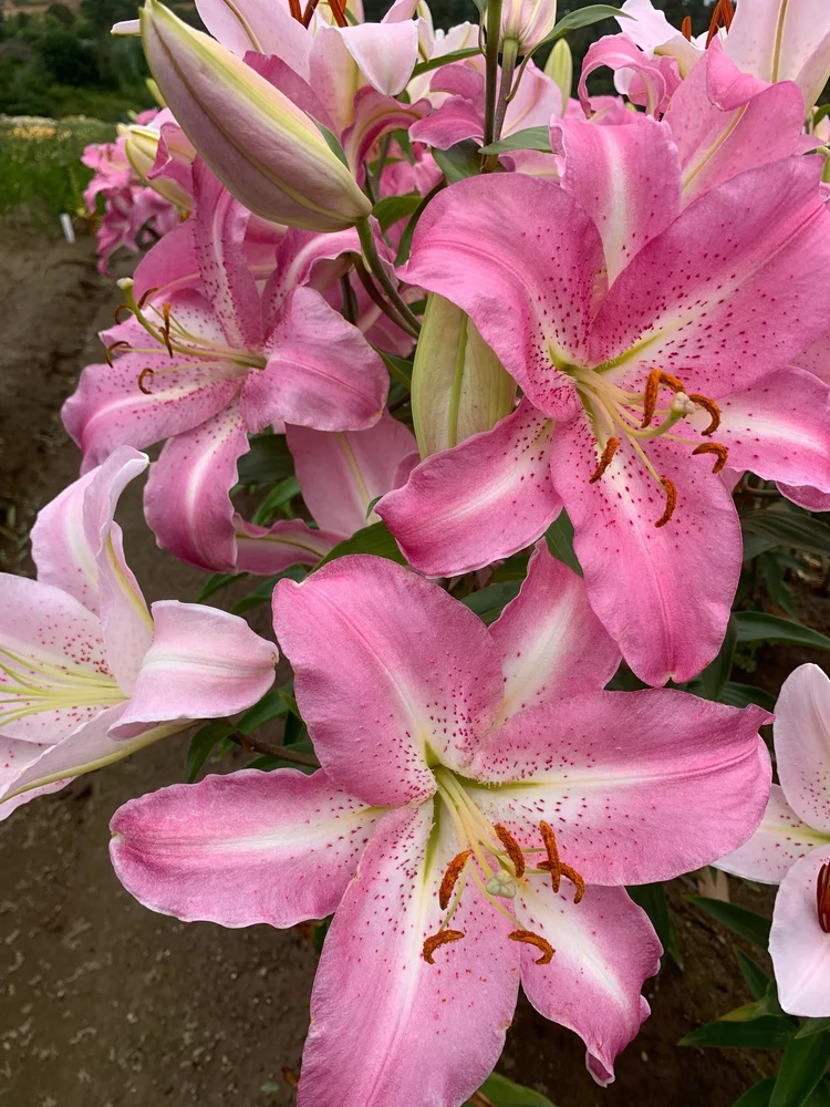 Josephine' — The Lily Garden