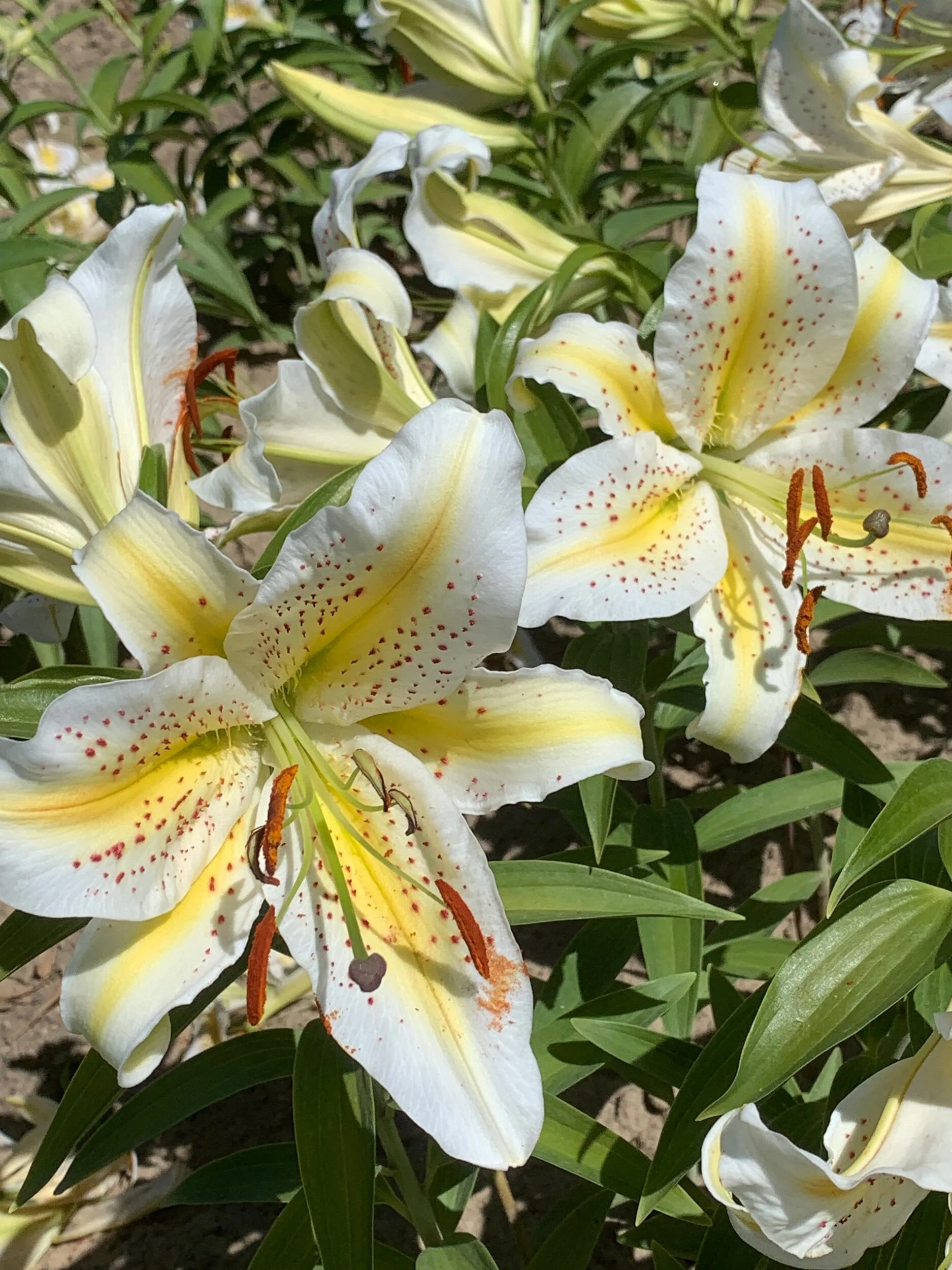 EDAE7812-2843-4E47-9F97-3E59BE090045