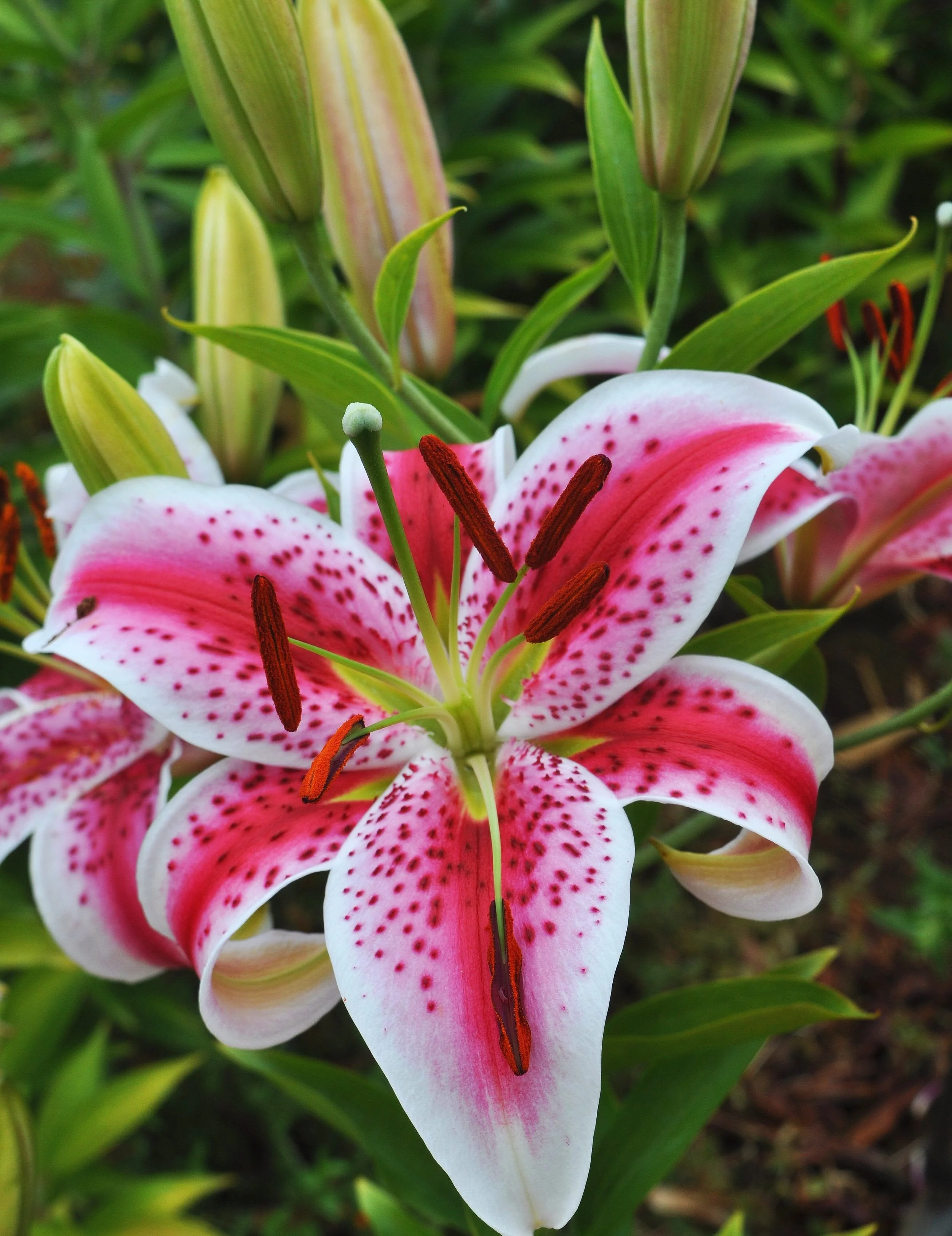 Stargazer+type+picture%23+2-2.jpg