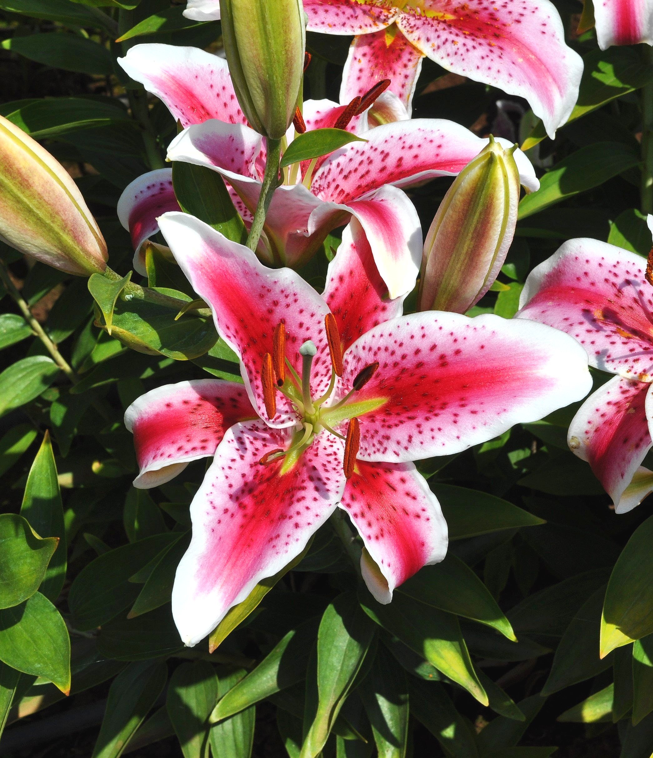 Stargazer+type.jpg