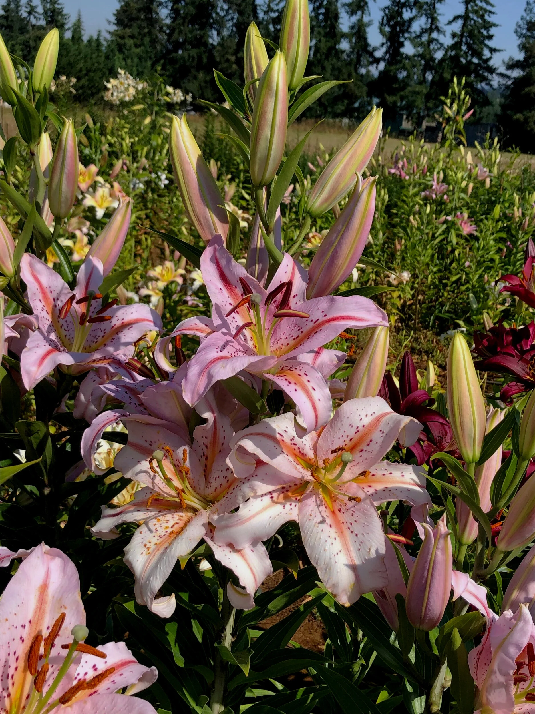 E6513F88-69D0-40B4-89D9-6D198F7050D2