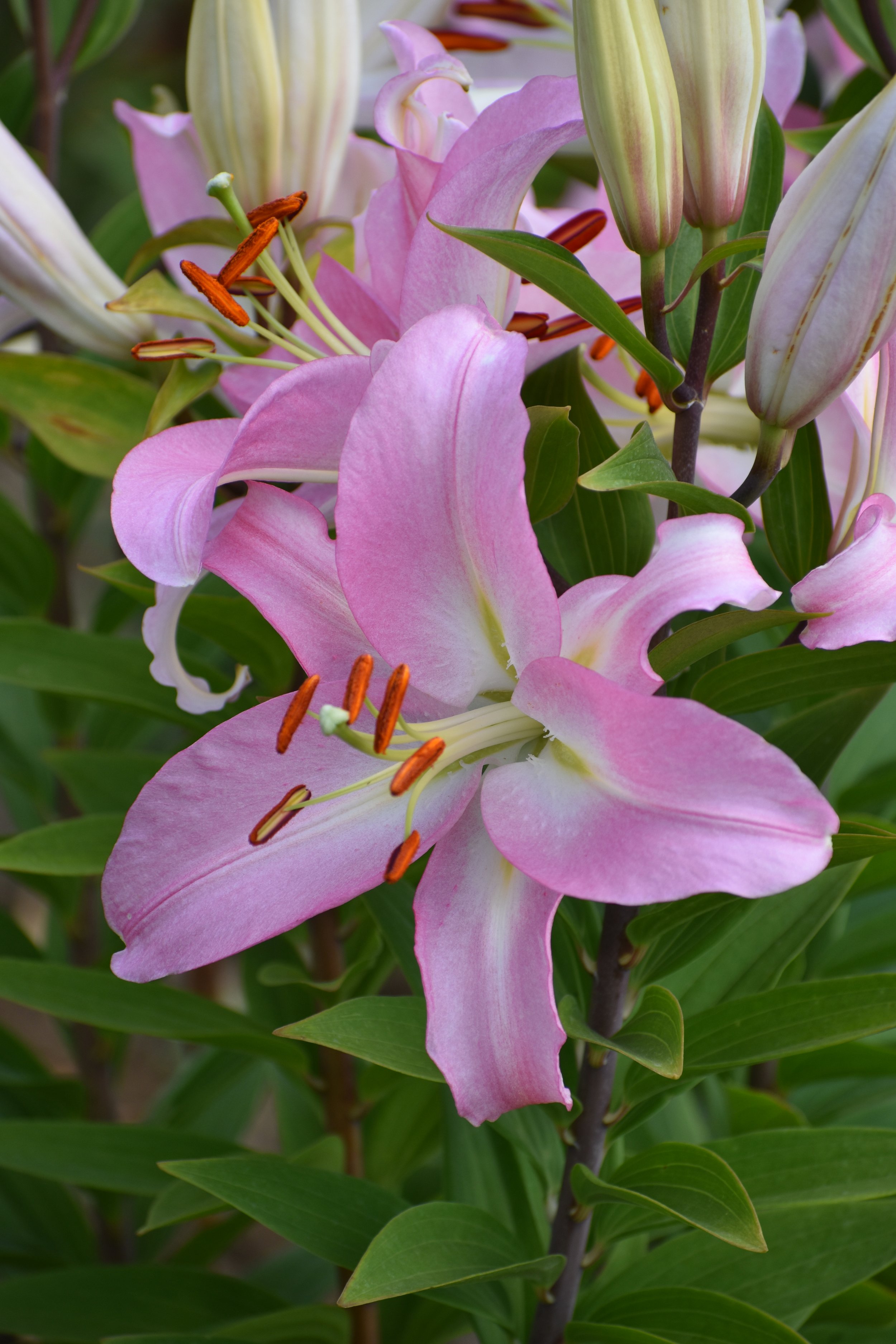 PinkNewsDSC_0957.JPG