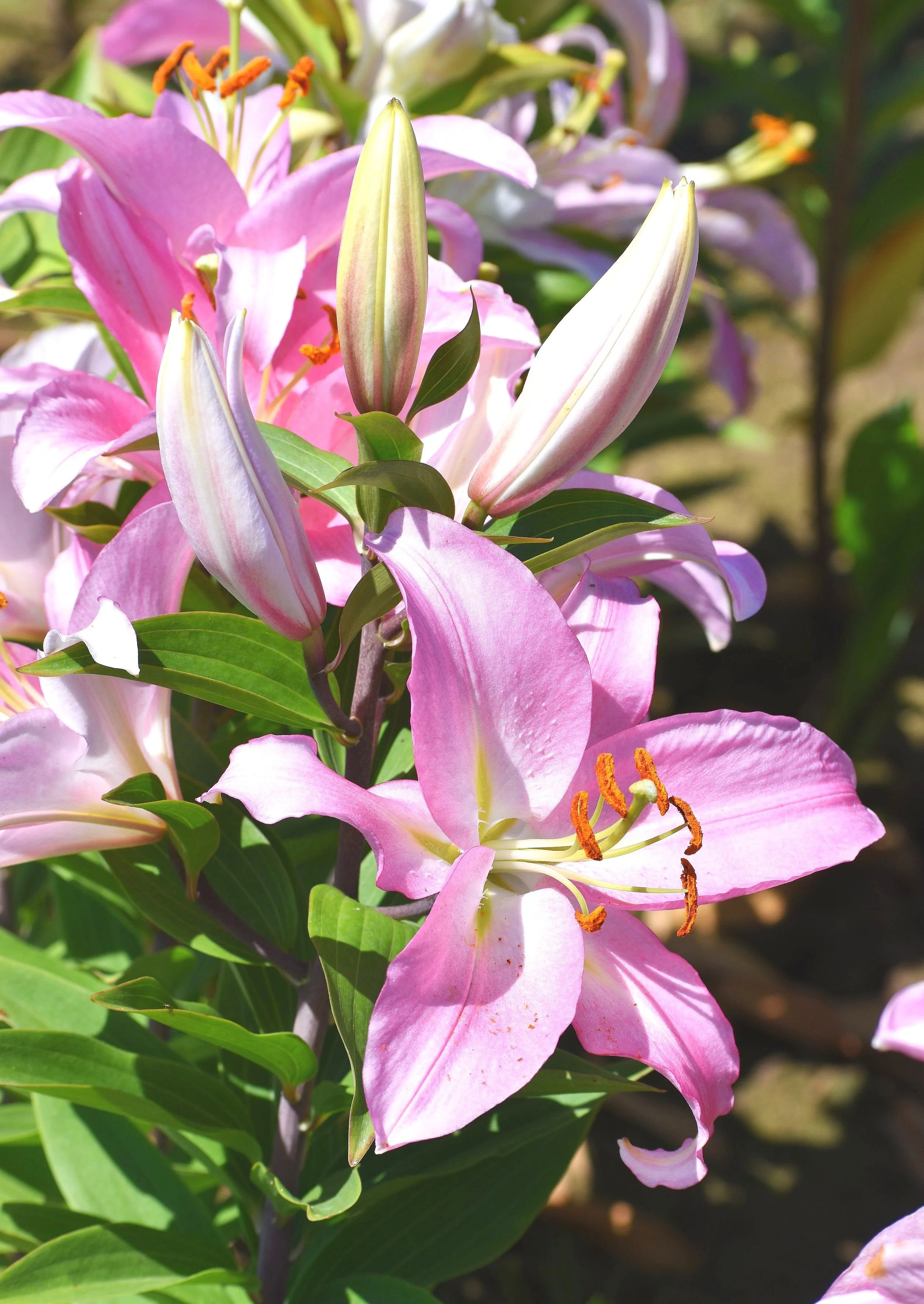PinkNewsDSC_1084.jpg