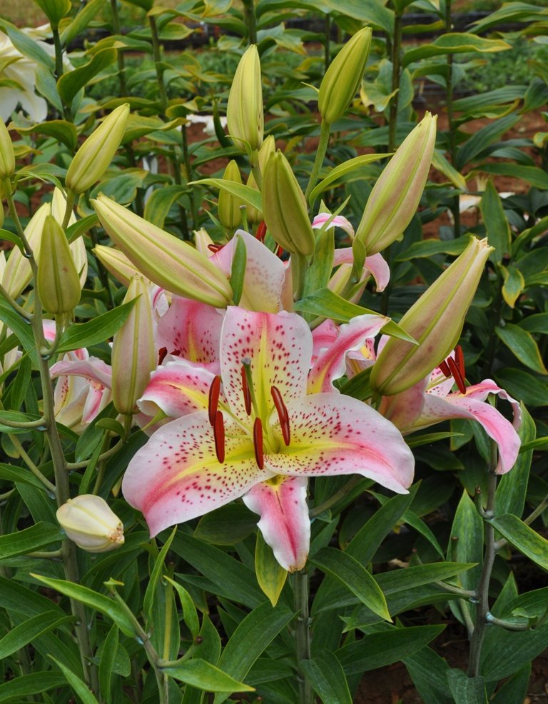 'Cosmic Gumdrop' (Mak-Leek)