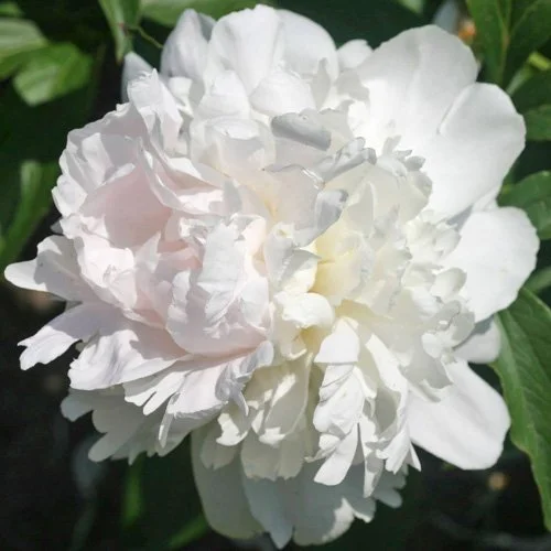Peony 'Allen Rogers'