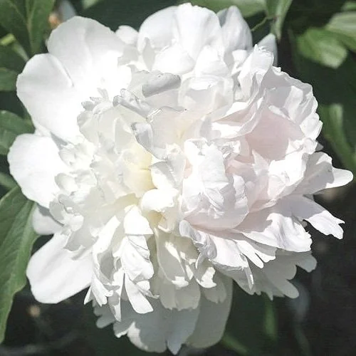 Peony-Allan-Rogers.jpg