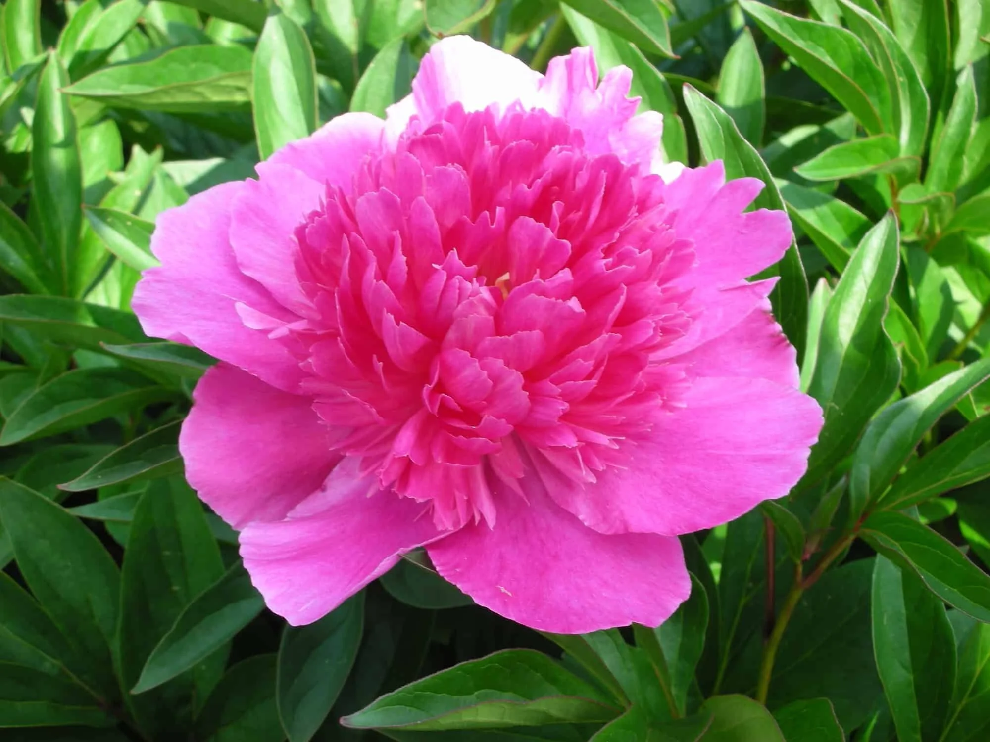 Paeonia-Bouquet-Perfect-07.jpg