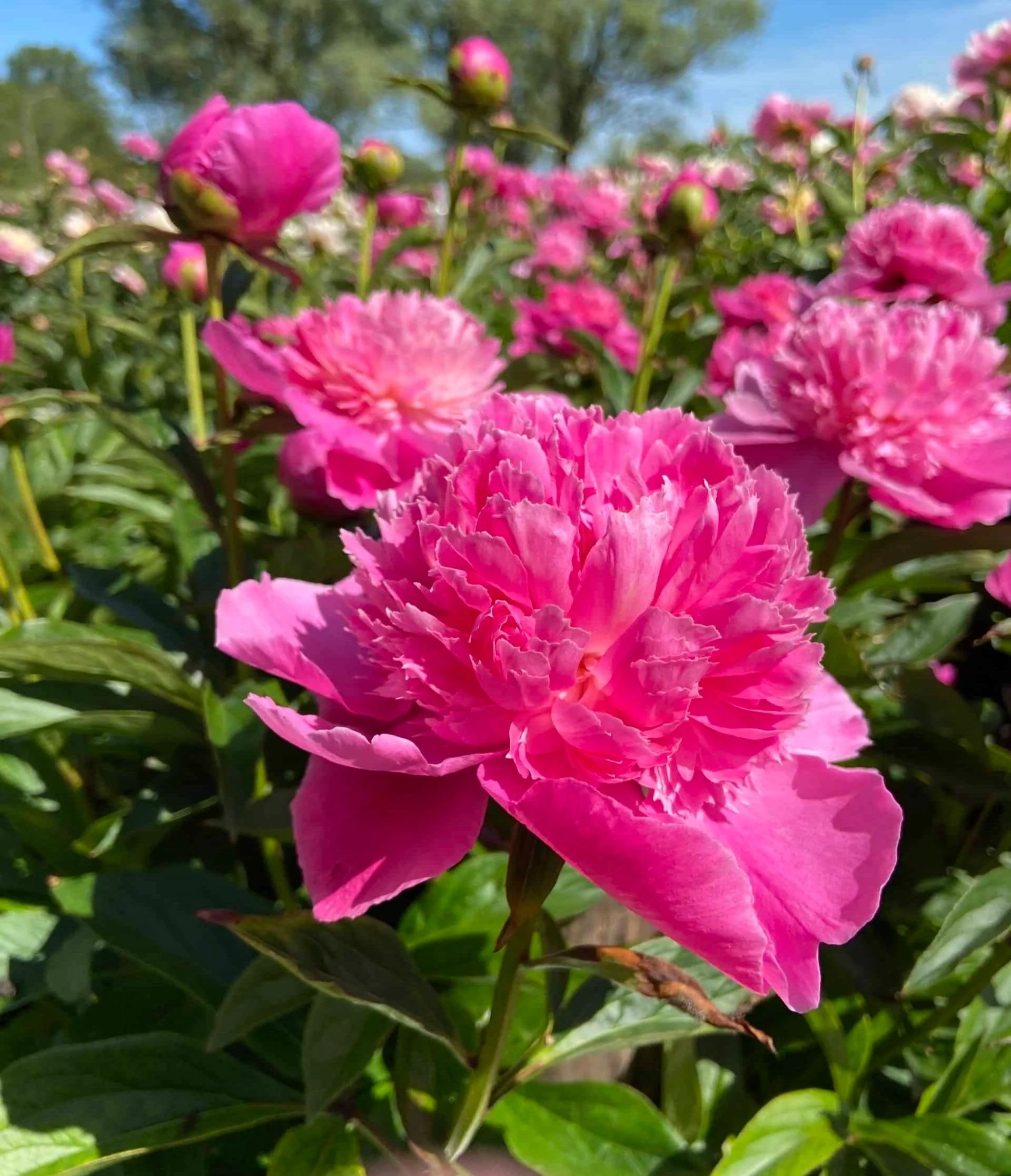 Paeonia-Bouquet-Perfect-25-scaled.jpg
