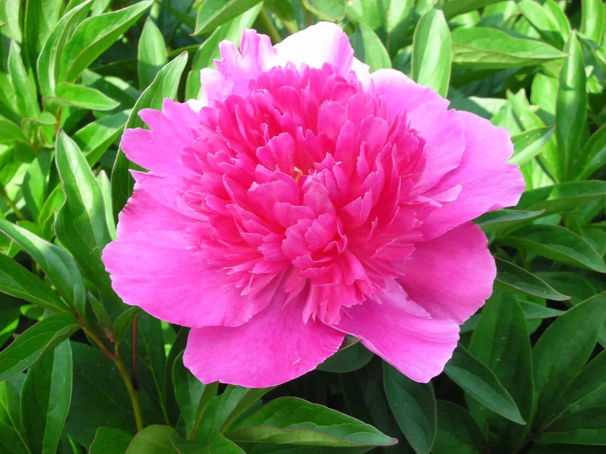 Paeonia-Bouquet-Perfect-07.jpg